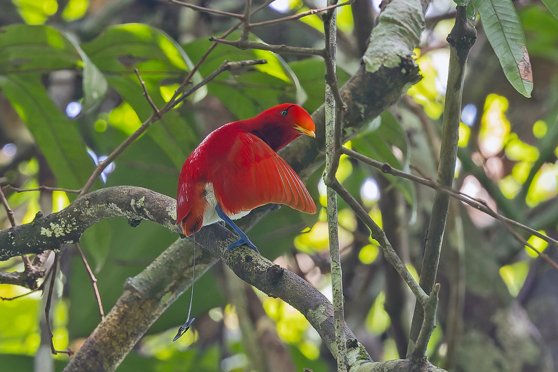 King Bird-of-Paradise (image by Pete Morris)