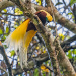Lesser Bird-of-Paradise (image by Pete Morris)