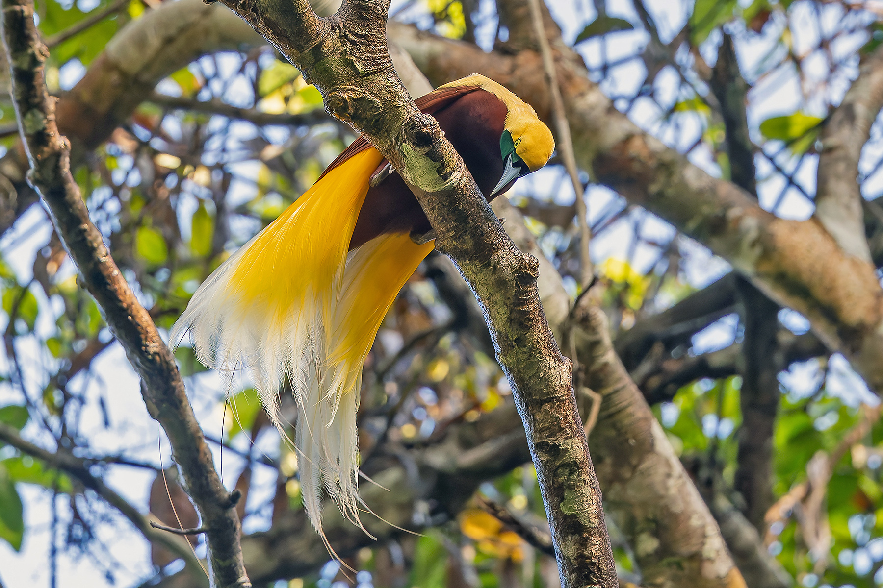 Lesser Bird-of-Paradise (image by Pete Morris)