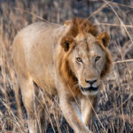 Lion Tanzania (image by Bjorn Andersson)
