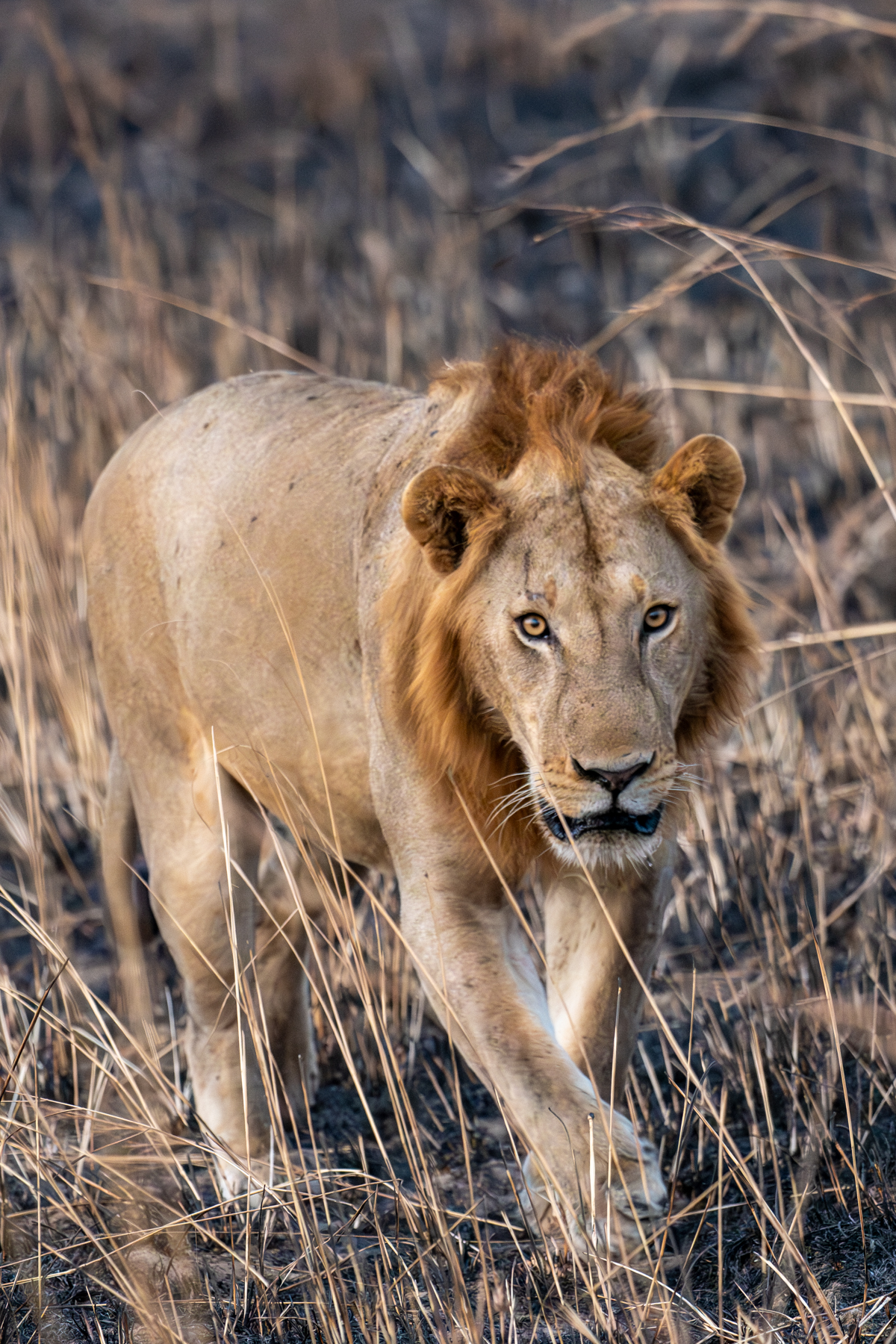 Lion Tanzania (image by Bjorn Andersson)