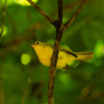 Little Yellow Flycatcher (image by Bjorn Andersson)