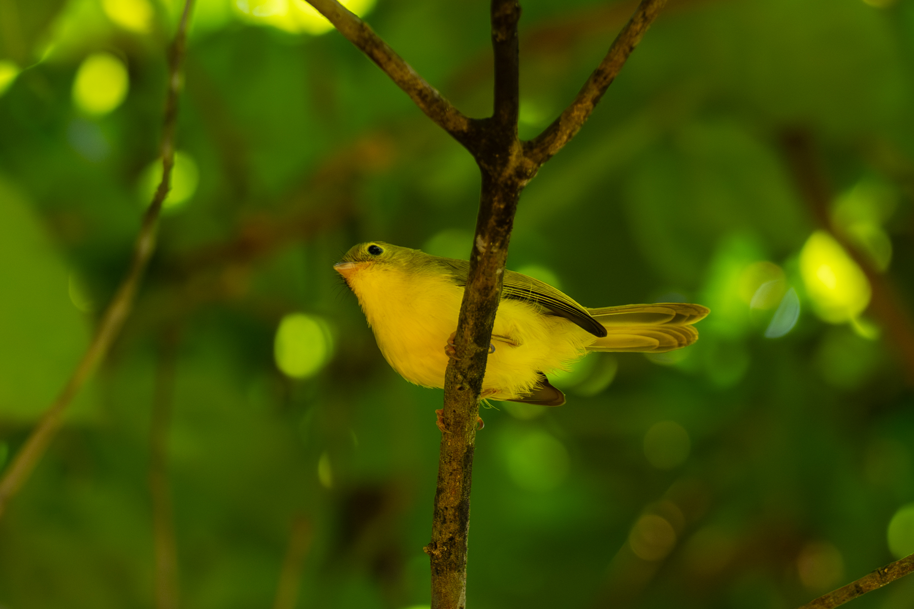 Little Yellow Flycatcher (image by Bjorn Andersson)