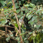 Long-billed Forest Warbler (image by Bjorn Andersson)