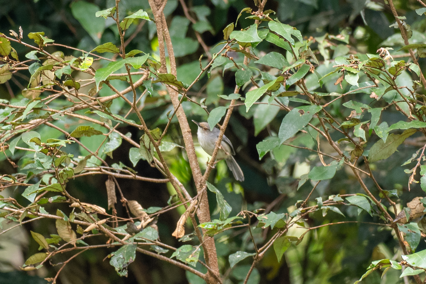 Long-billed Forest Warbler (image by Bjorn Andersson)