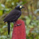 Long-tailed Paradigalla (image by Pete Morris)