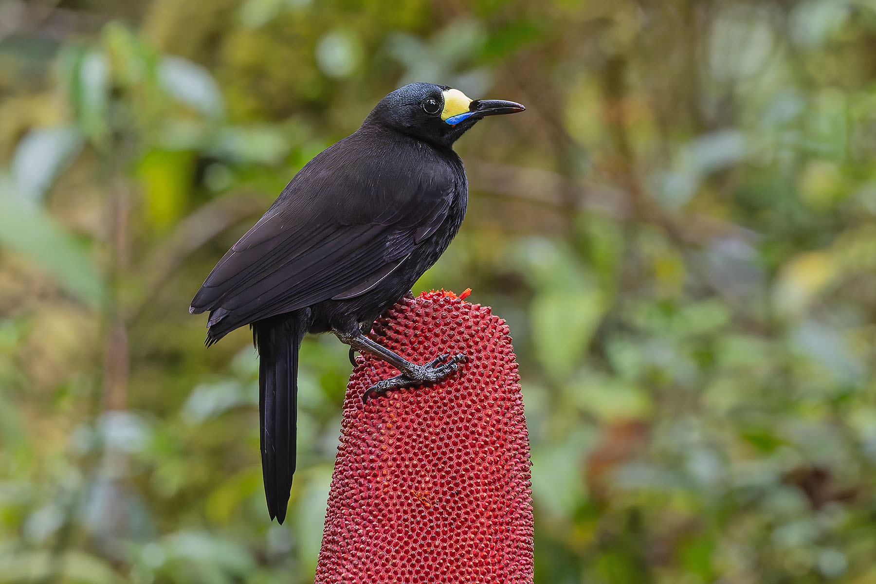 Long-tailed Paradigalla (image by Pete Morris)