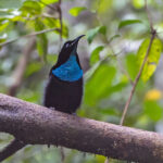 Magnificent Riflebird (image by Pete Morris)