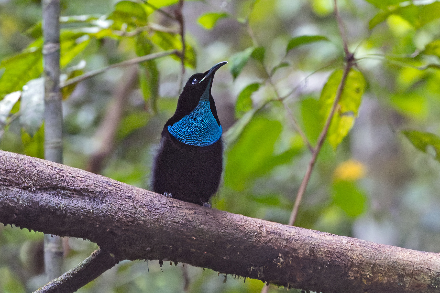 Magnificent Riflebird (image by Pete Morris)