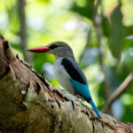 Mangrove Kingfisher (image by Bjorn Andersson)