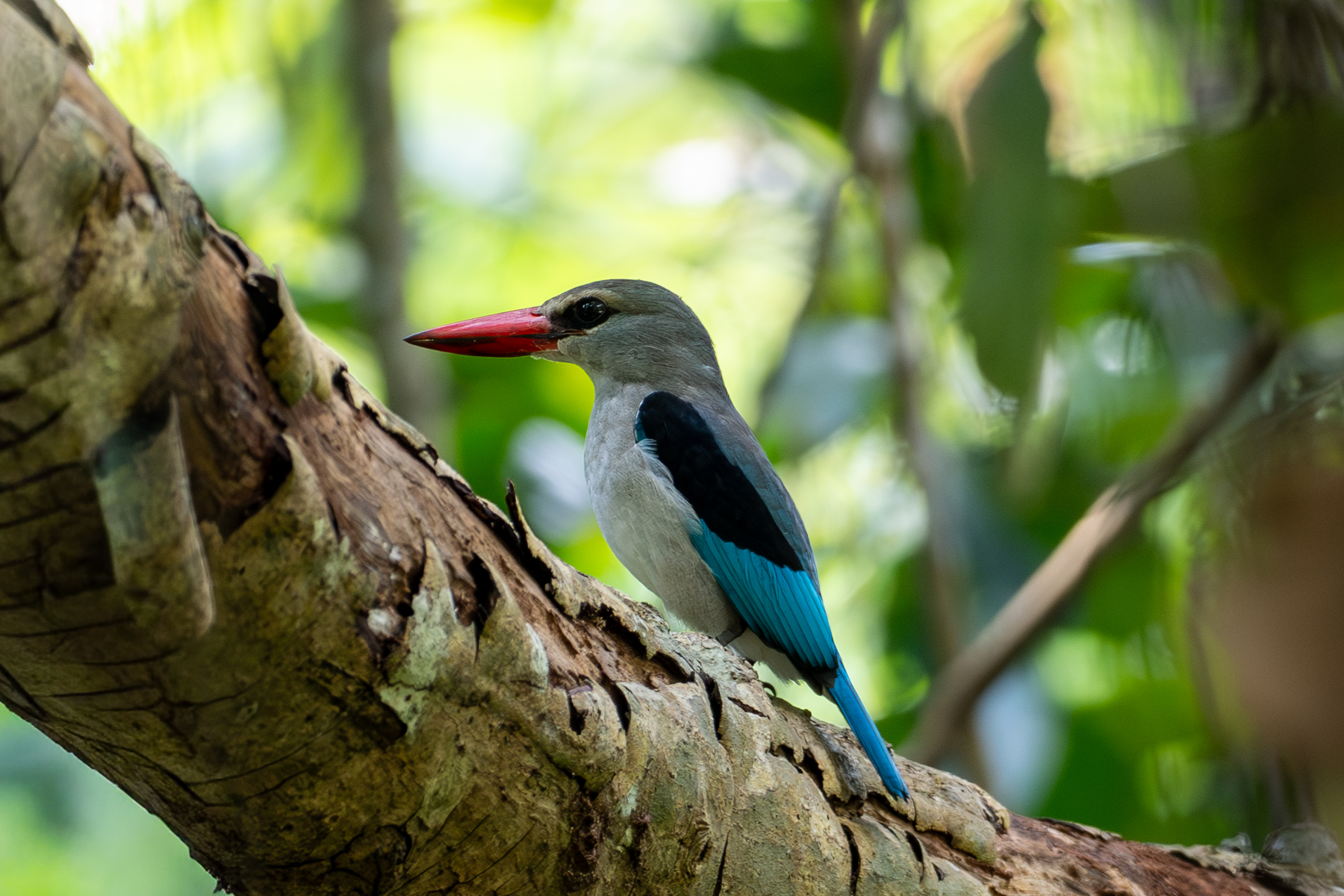 Mangrove Kingfisher (image by Bjorn Andersson)