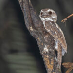 Marbled Frogmouth (image by Pete Morris)