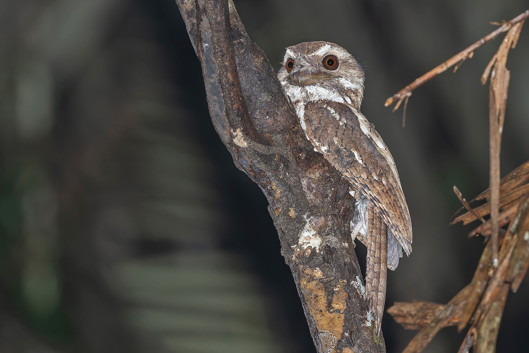 Marbled Frogmouth (image by Pete Morris)