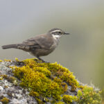 Masafuera Cinclodes (image by Mark Beaman)