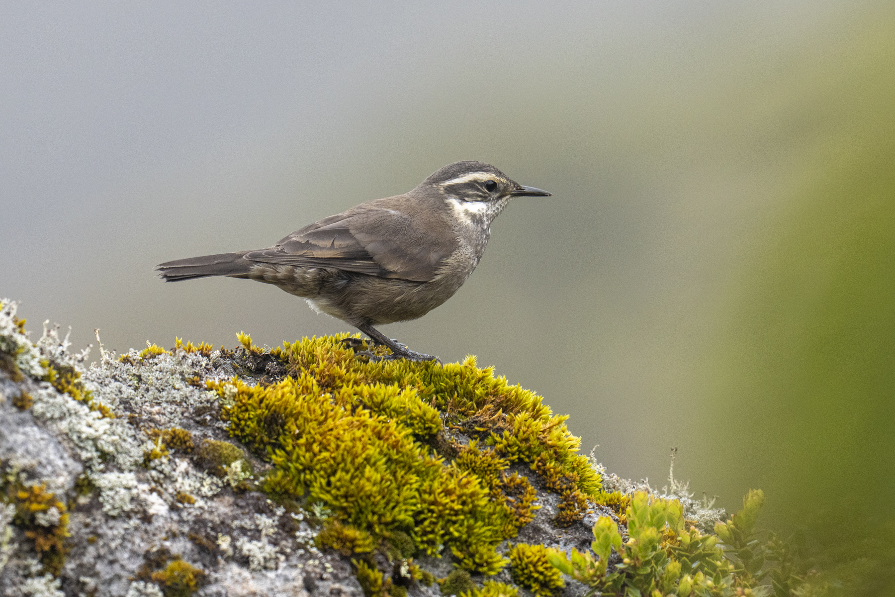 Masafuera Cinclodes (image by Mark Beaman)