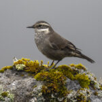Masafuera Cinclodes (image by Mark Beaman)