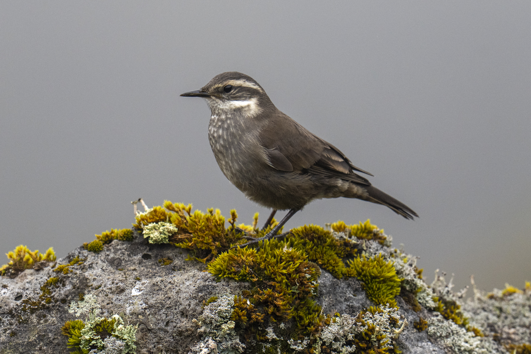 Masafuera Cinclodes (image by Mark Beaman)