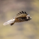 Masafuera Hawk (image by Mark Beaman)