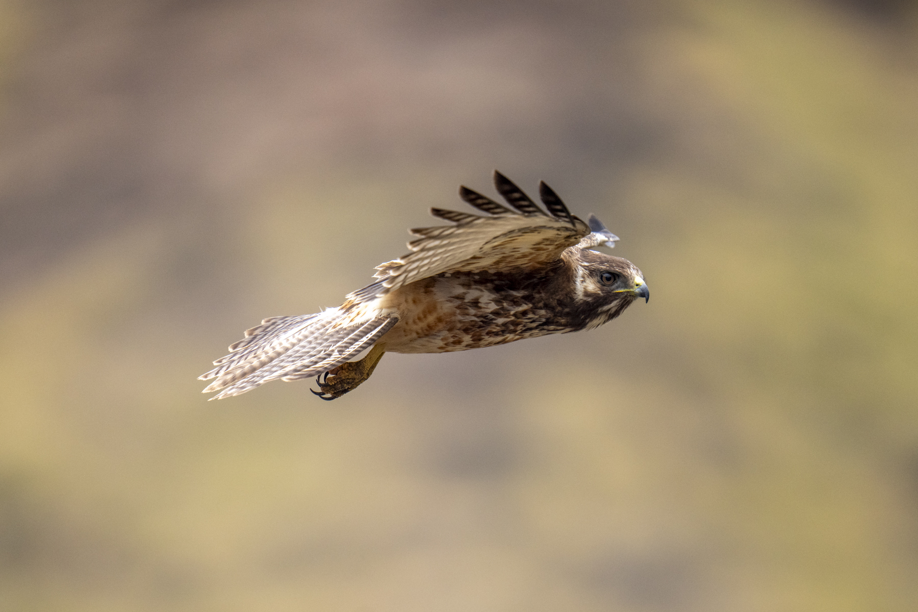 Masafuera Hawk (image by Mark Beaman)