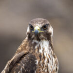 Masafuera Hawk (image by Mark Beaman)
