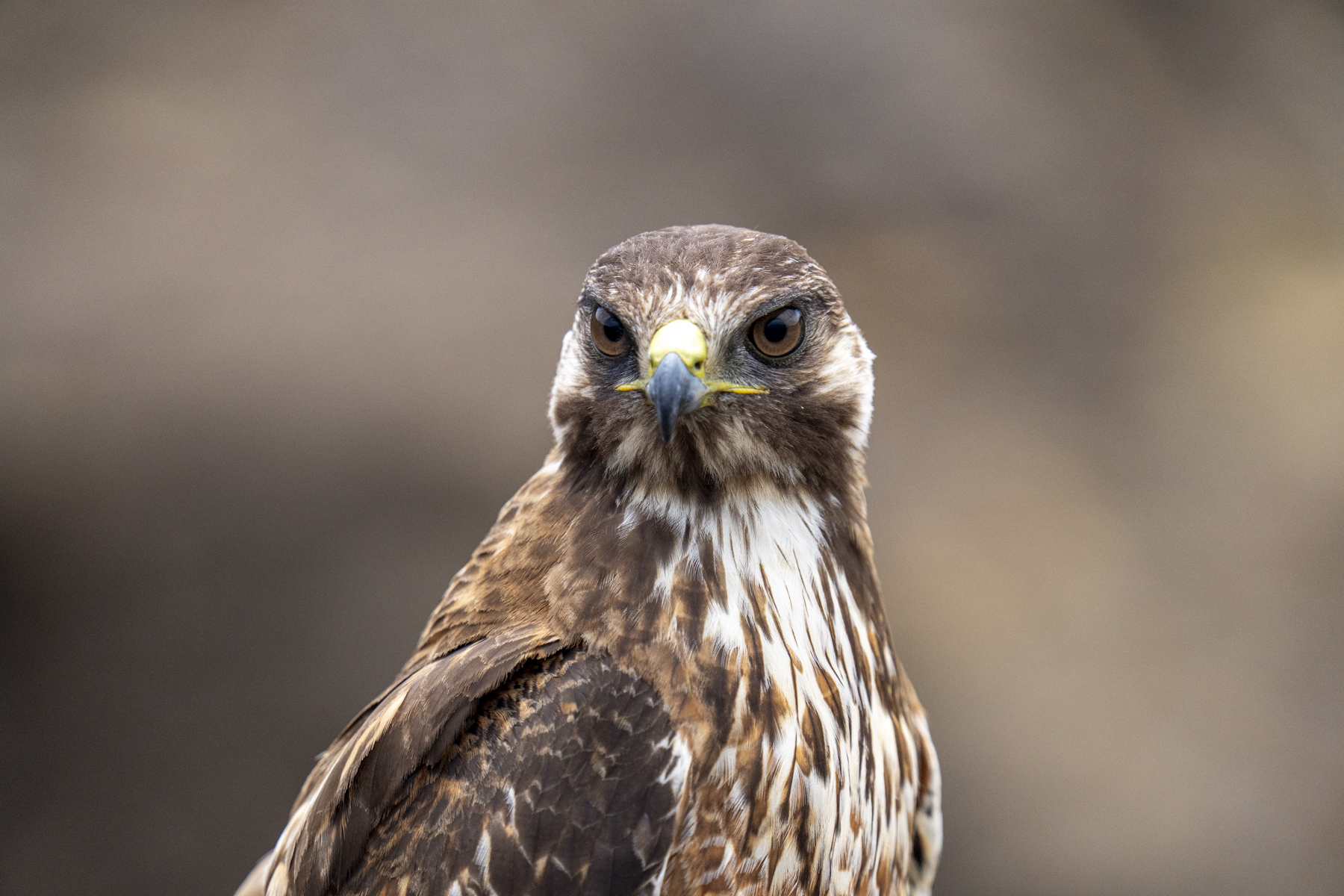 Masafuera Hawk (image by Mark Beaman)