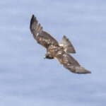 Masafuera Hawk (image by Mark Beaman)