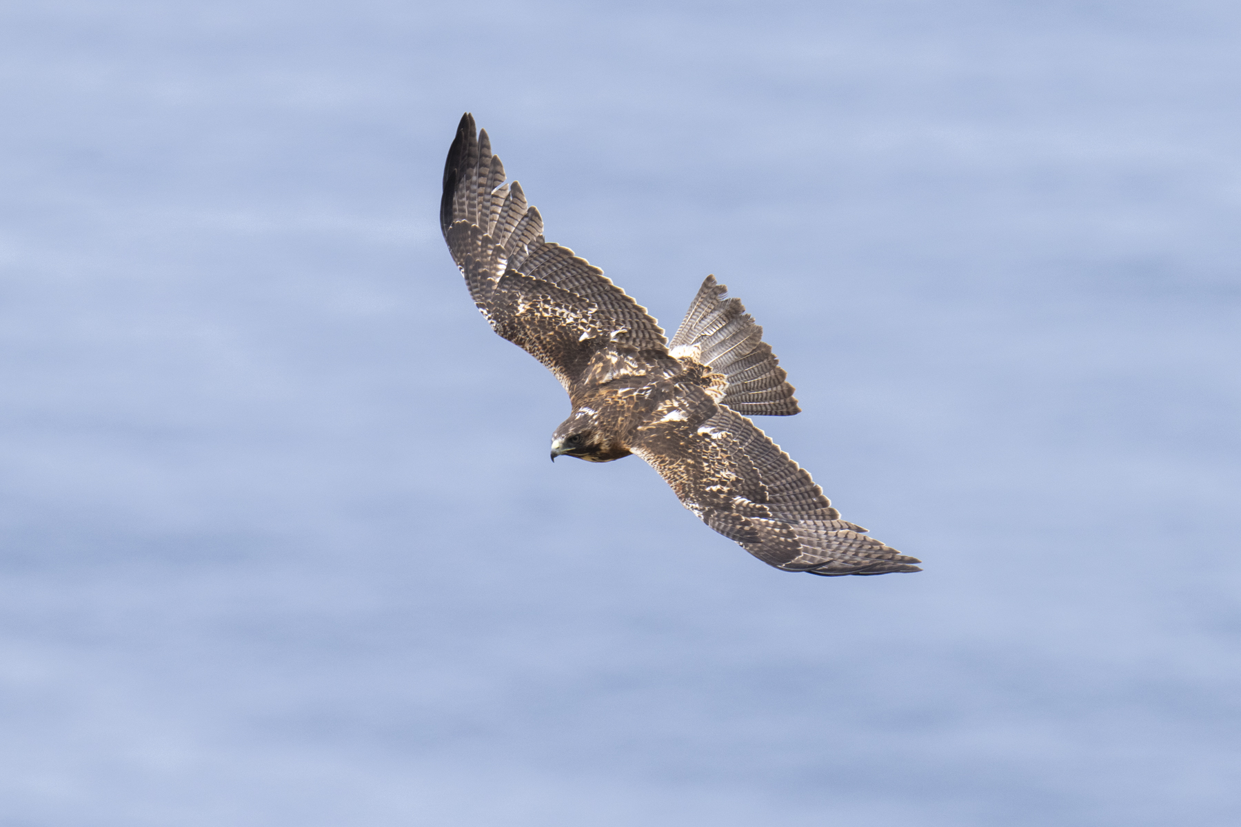 Masafuera Hawk (image by Mark Beaman)