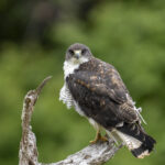 Masafuera Hawk (image by Mark Beaman)