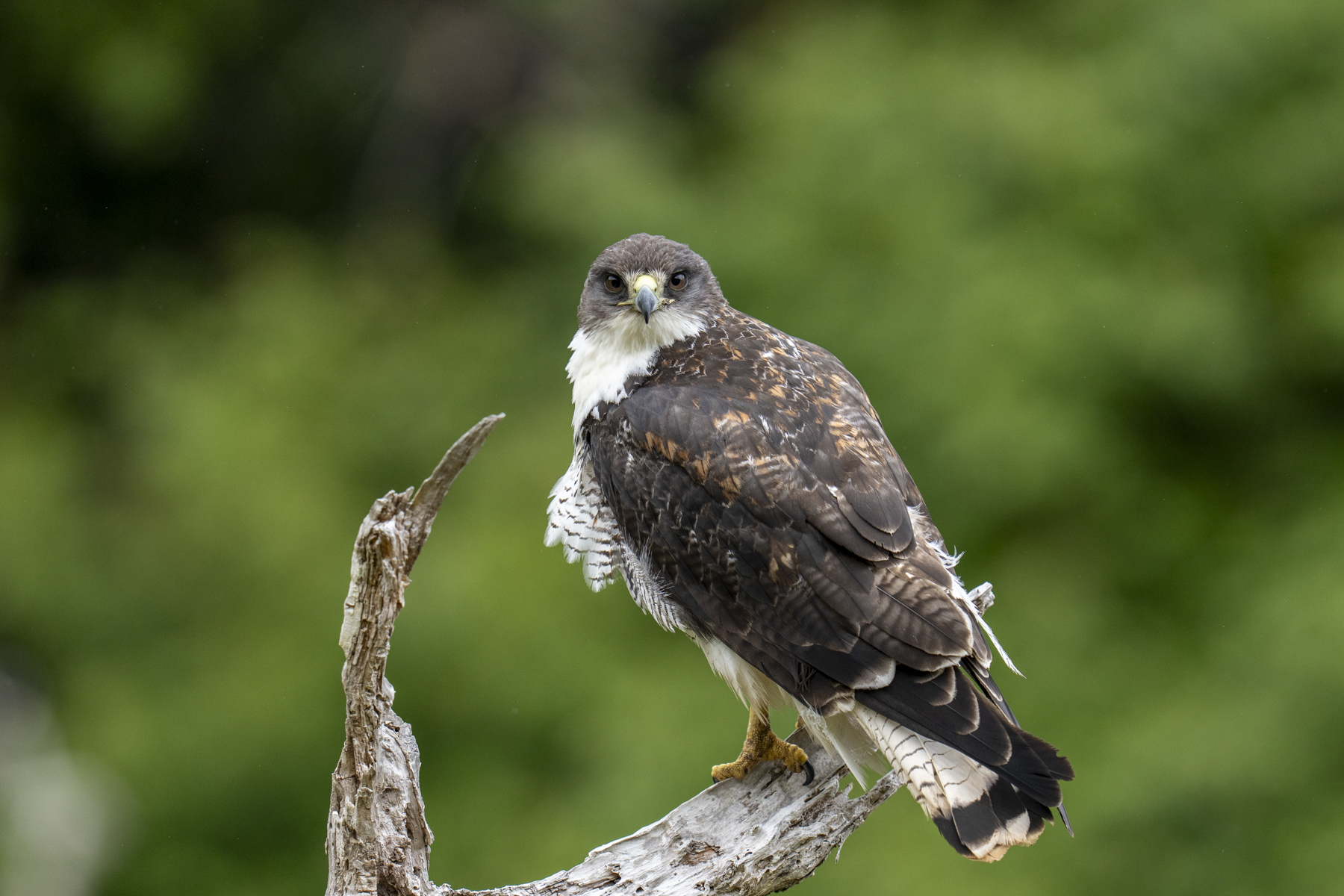 Masafuera Hawk (image by Mark Beaman)