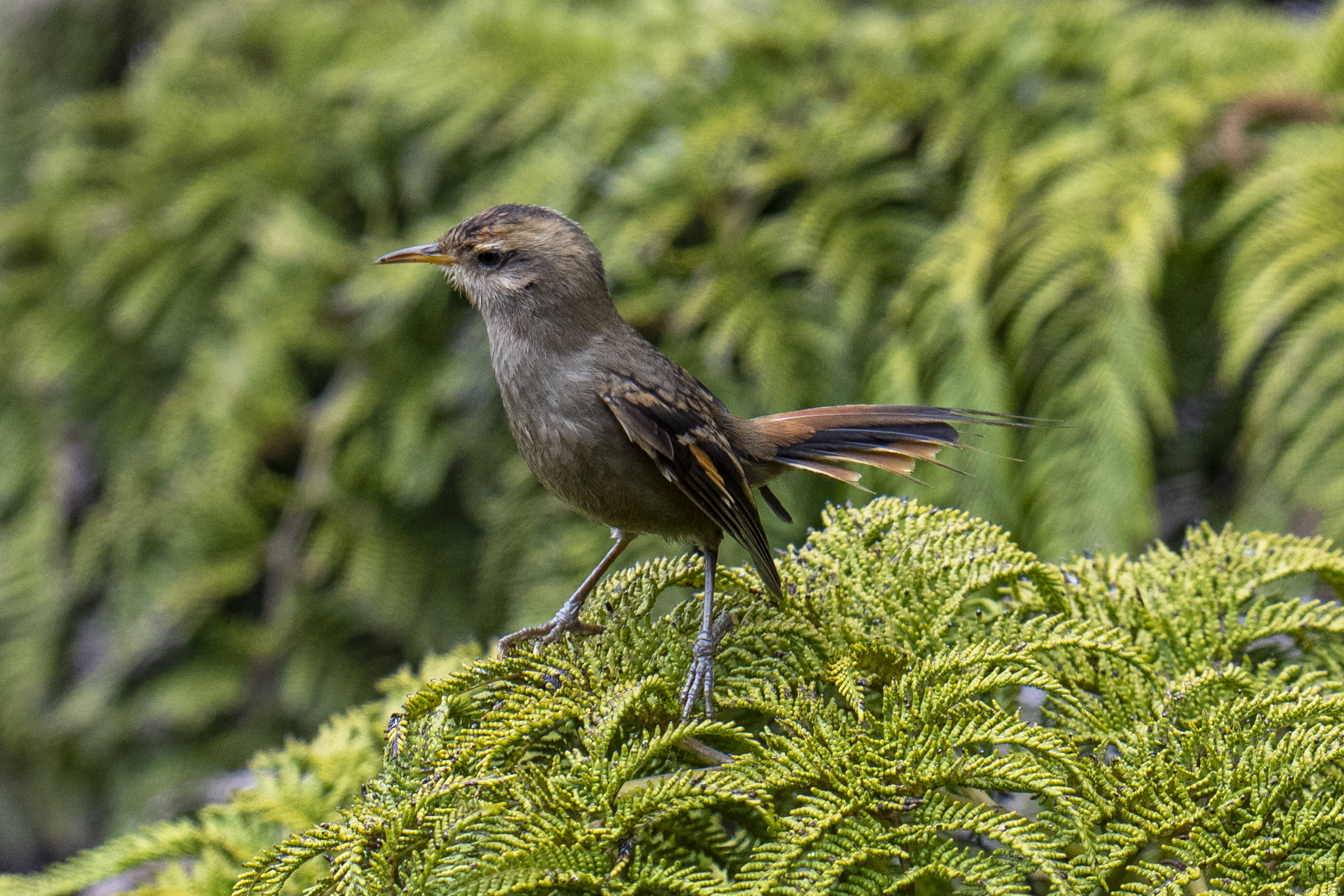 Masafuera Rayadito (image by Mark Beaman)