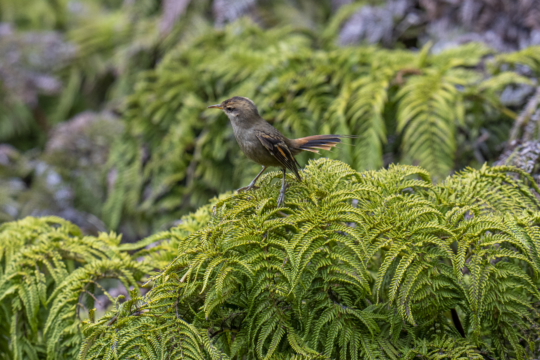 Masafuera Rayadito (image by Mark Beaman)