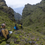 Searching for the Masafuera Rayadito (image by Mark Beaman)