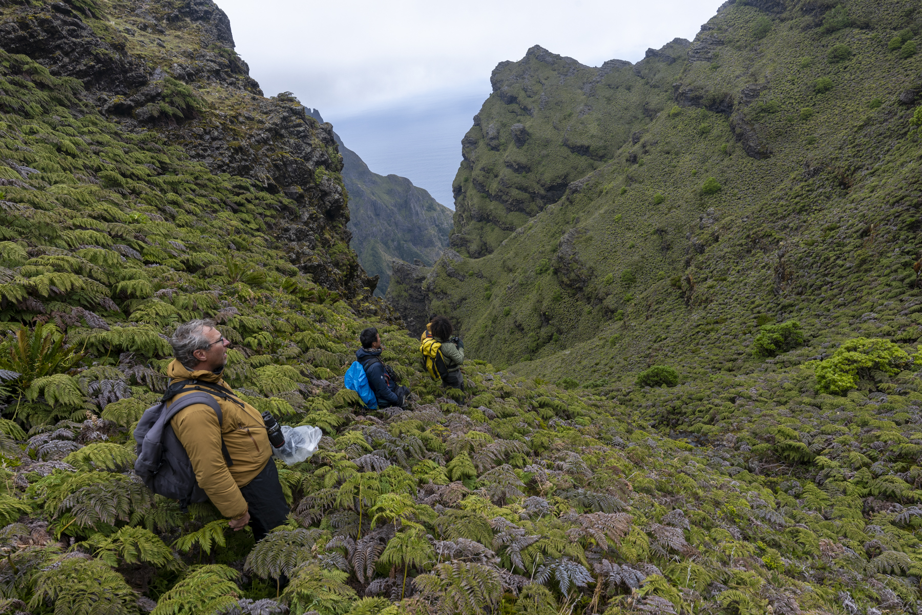 Searching for the Masafuera Rayadito (image by Mark Beaman)