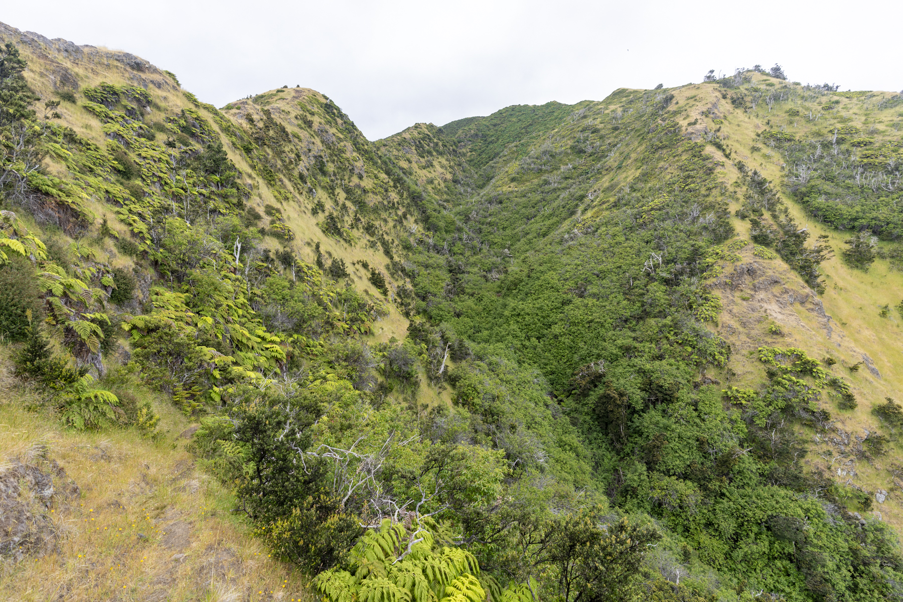 Masafuera landscape (image by Mark Beaman)