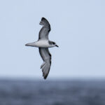 Masatierra or De Filippi's Petrel (image by Mark Beaman)