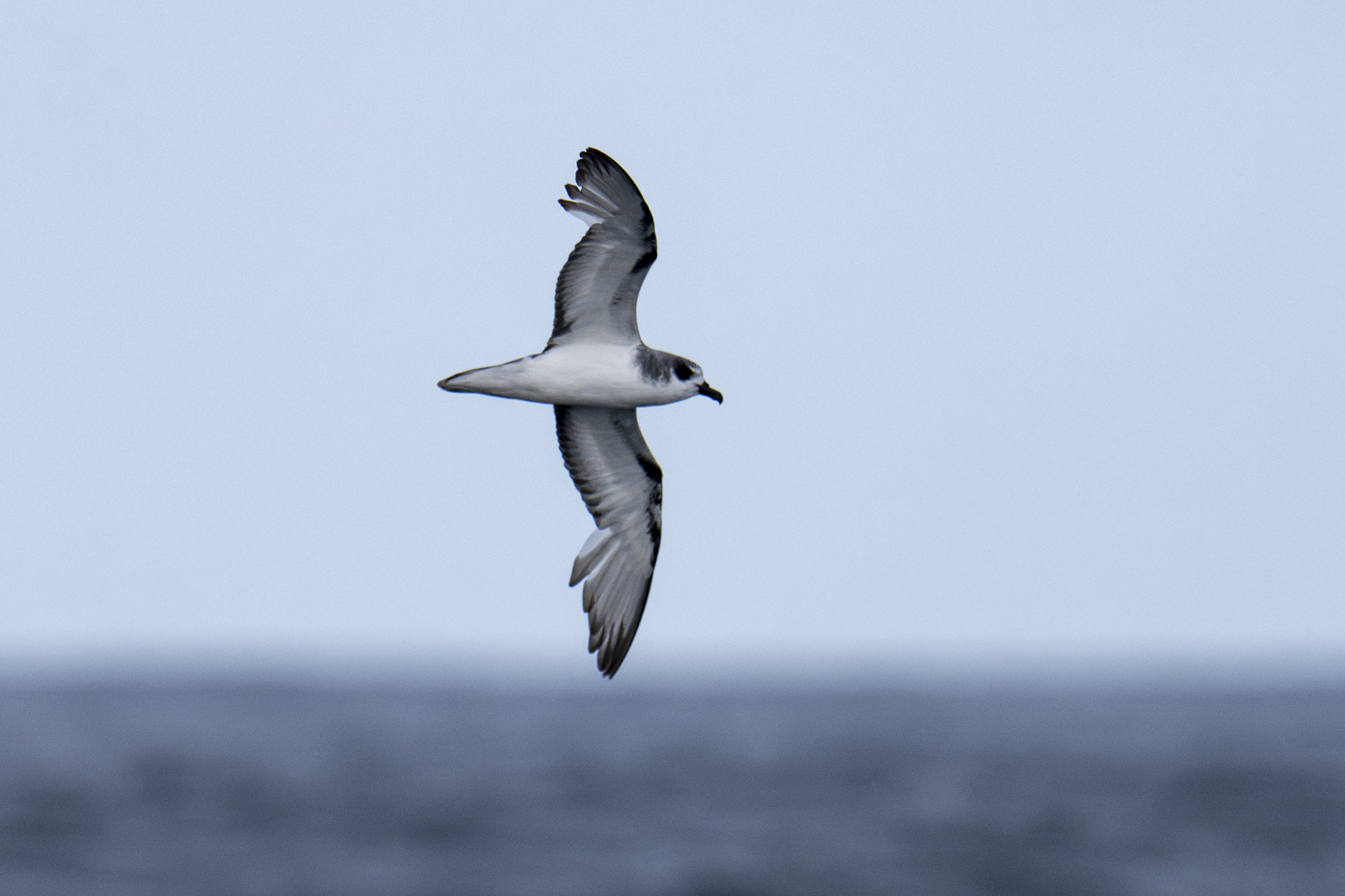 Masatierra or De Filippi's Petrel (image by Mark Beaman)