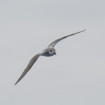 Masatierra or De Filippi's Petrel (image by Mark Beaman)