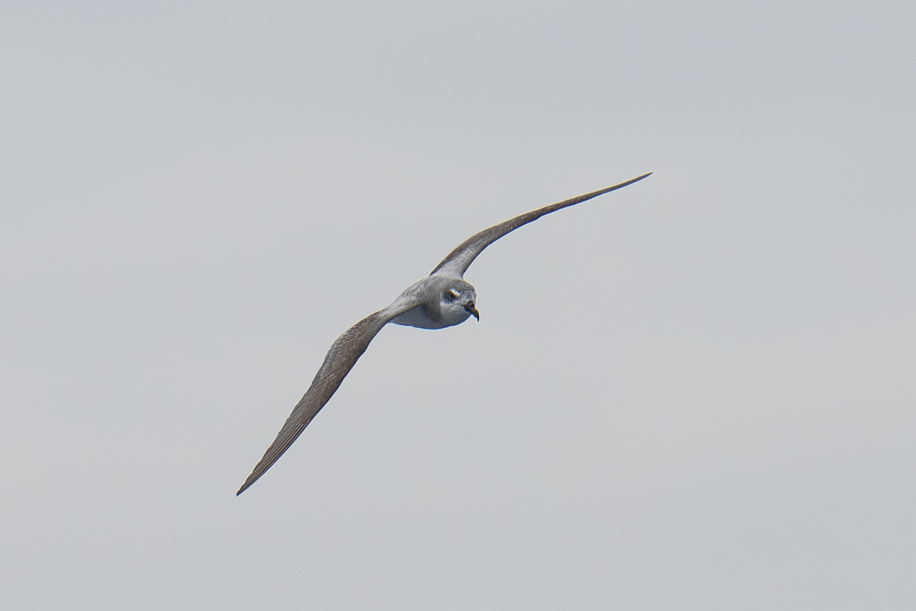 Masatierra or De Filippi's Petrel (image by Mark Beaman)