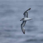 Masatierra or De Filippi's Petrel (image by Mark Beaman)