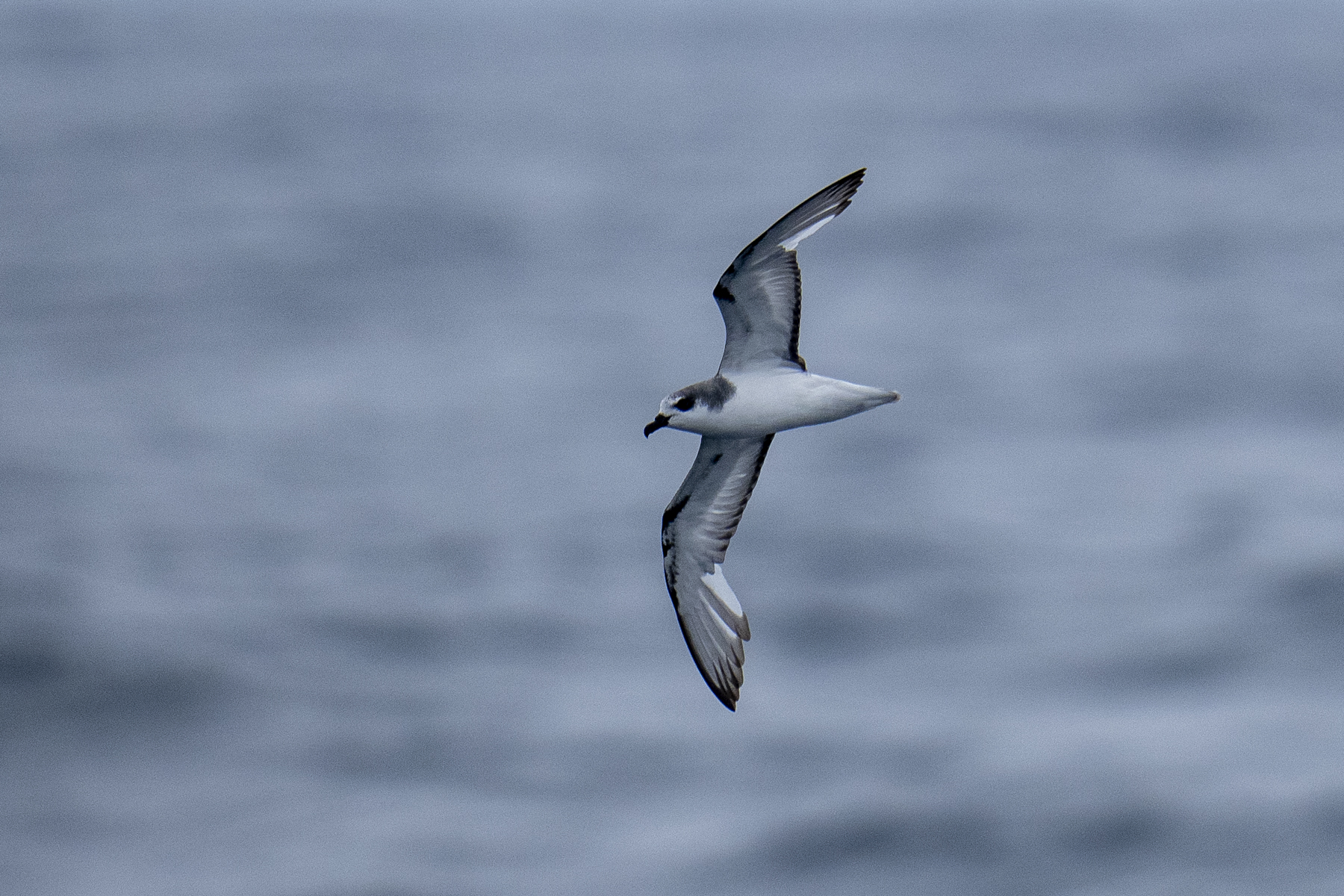 Masatierra or De Filippi's Petrel (image by Mark Beaman)