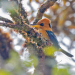 Mountain Kingfisher (image by Pete Morris)