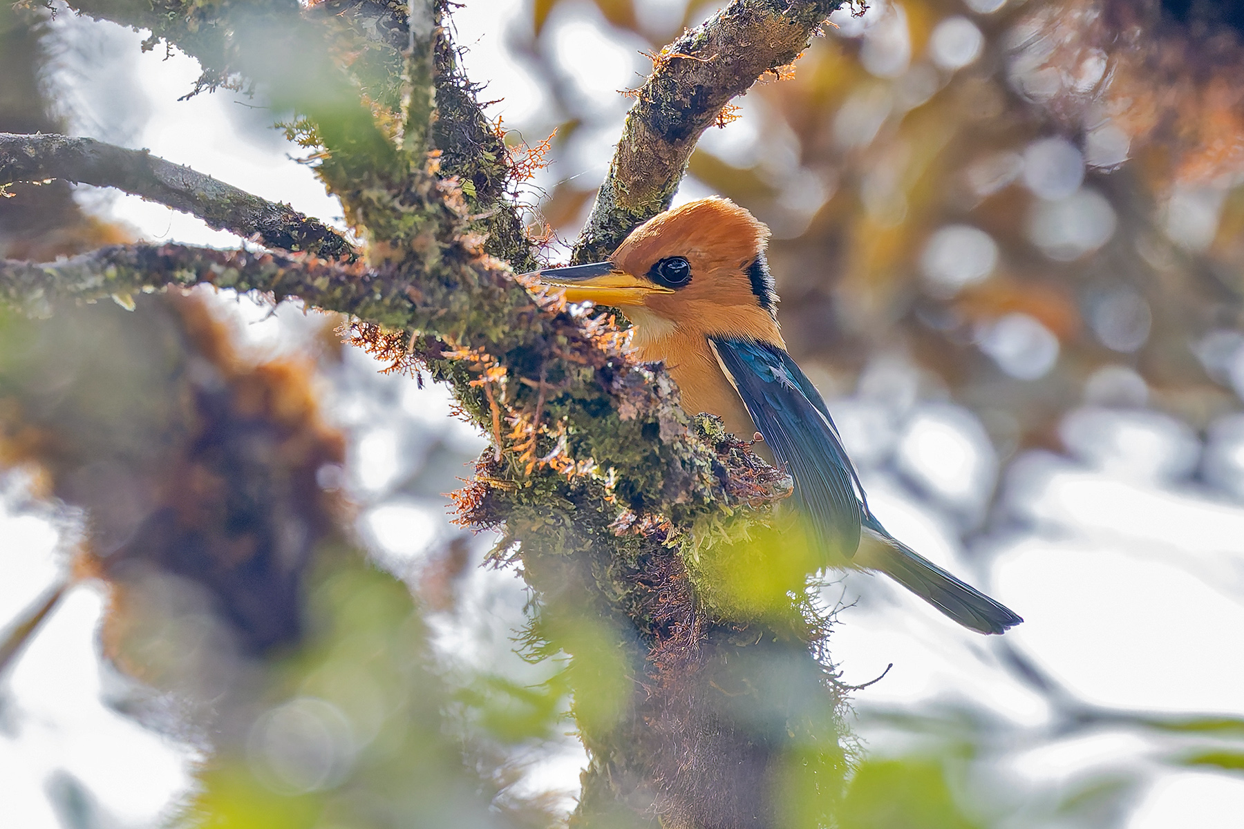 Mountain Kingfisher (image by Pete Morris)