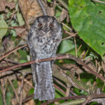 Mountain Owlet-Nightjar (image by Pete Morris)