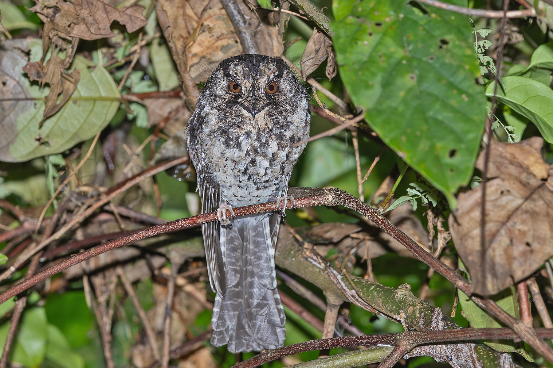 Mountain Owlet-Nightjar (image by Pete Morris)
