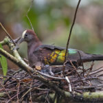 New Guinea Bronzewing (image by Pete Morris)