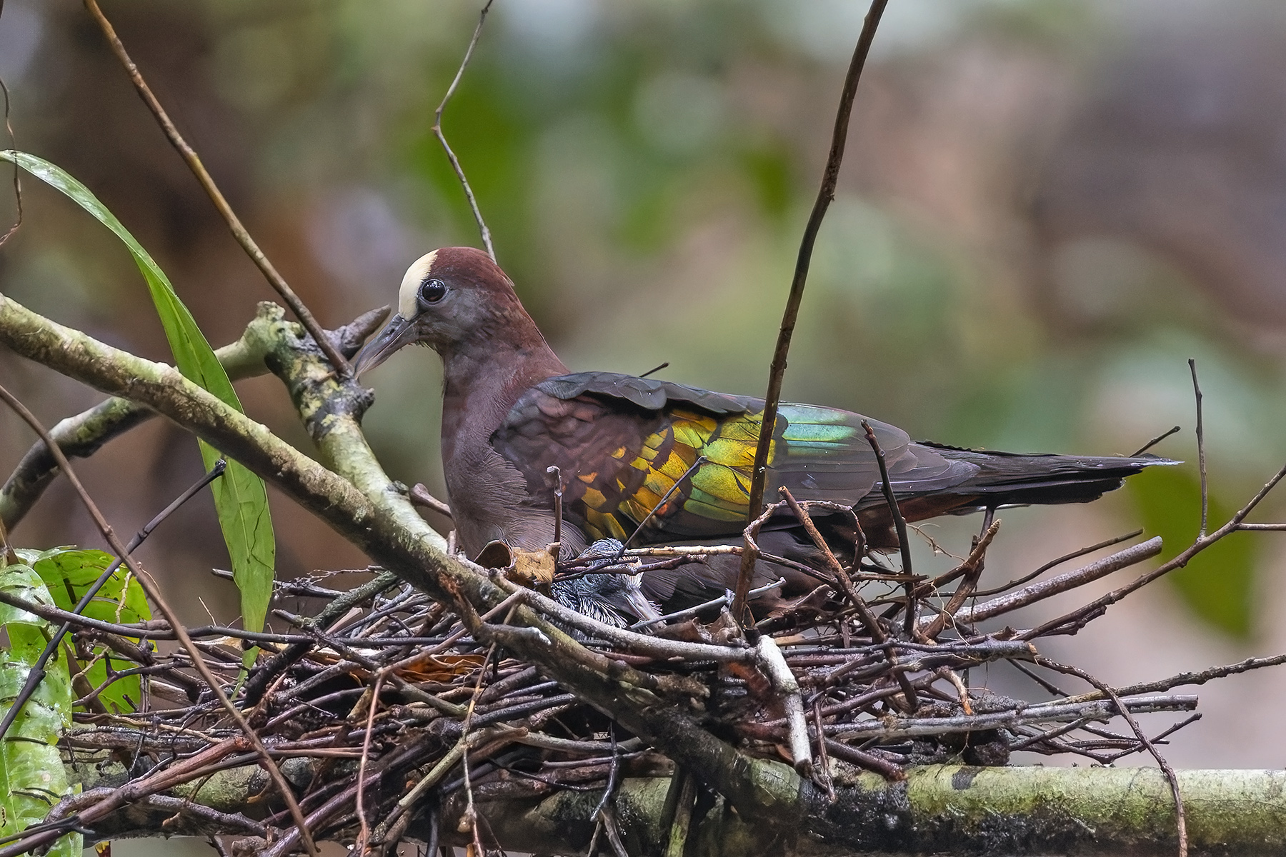 New Guinea Bronzewing (image by Pete Morris)