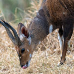 Northern Bushbuck (image by Bjorn Andersson)