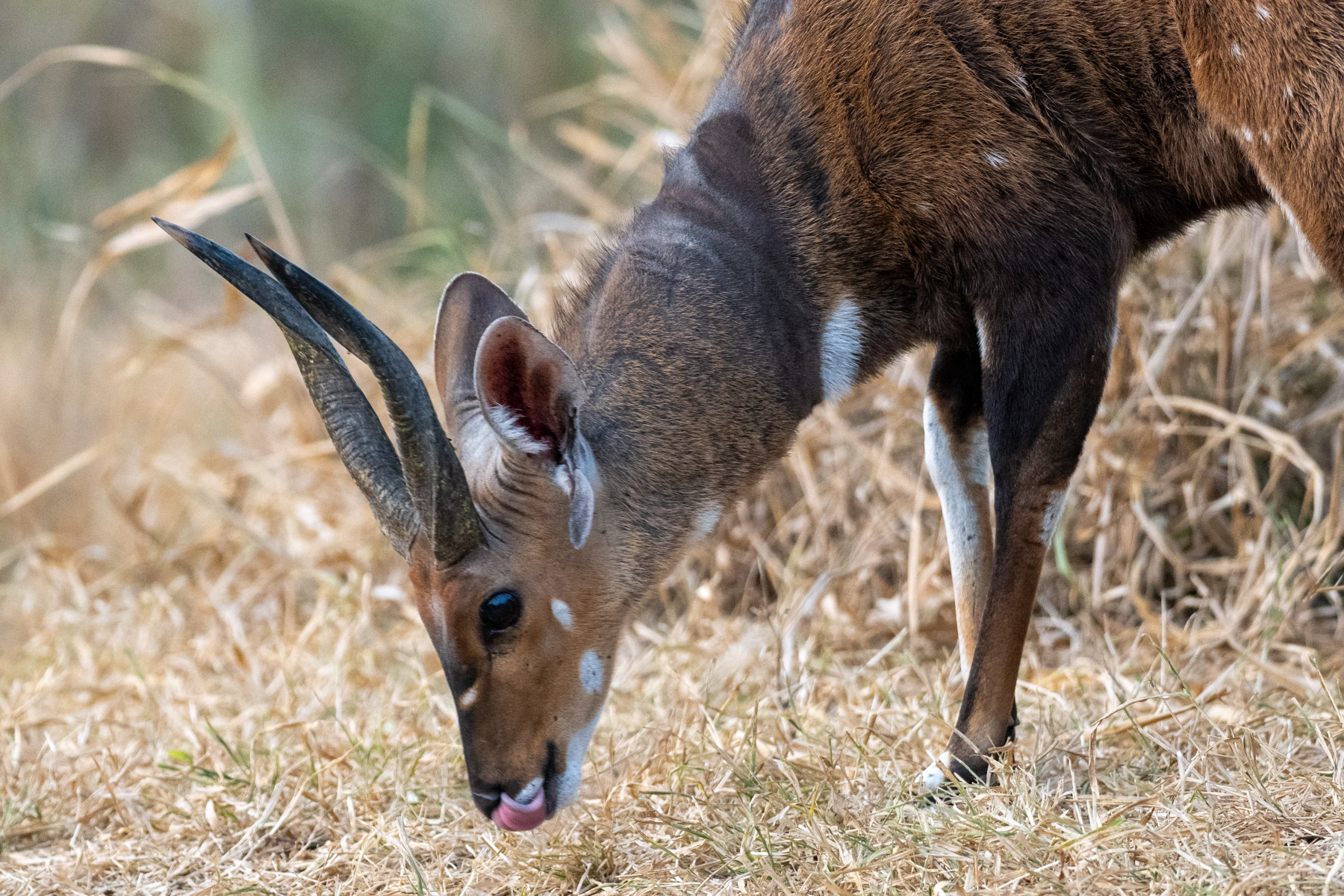 Northern Bushbuck (image by Bjorn Andersson)