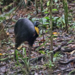 Northern Cassowary (image by Ma Yan Bryant)