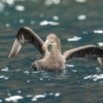 Northern Giant Petrel (image by Mark Beaman)